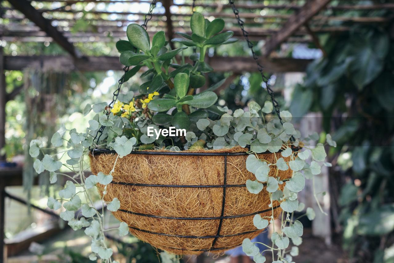 close-up of potted plant in yard