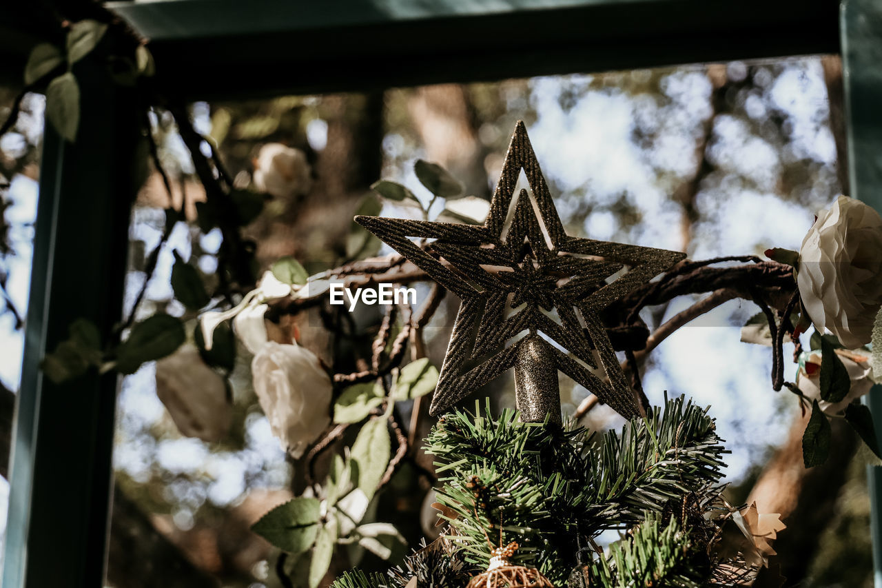 plant, tree, branch, nature, spring, no people, day, christmas, focus on foreground, flower, outdoors, close-up, holiday, tradition, christmas tree, decoration, celebration, christmas decoration