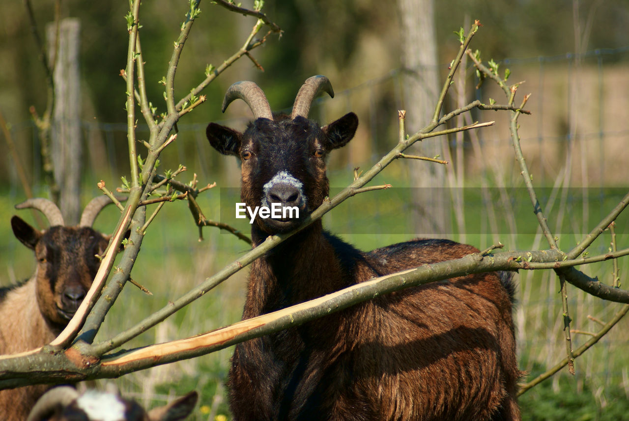 Goat looking through the branches