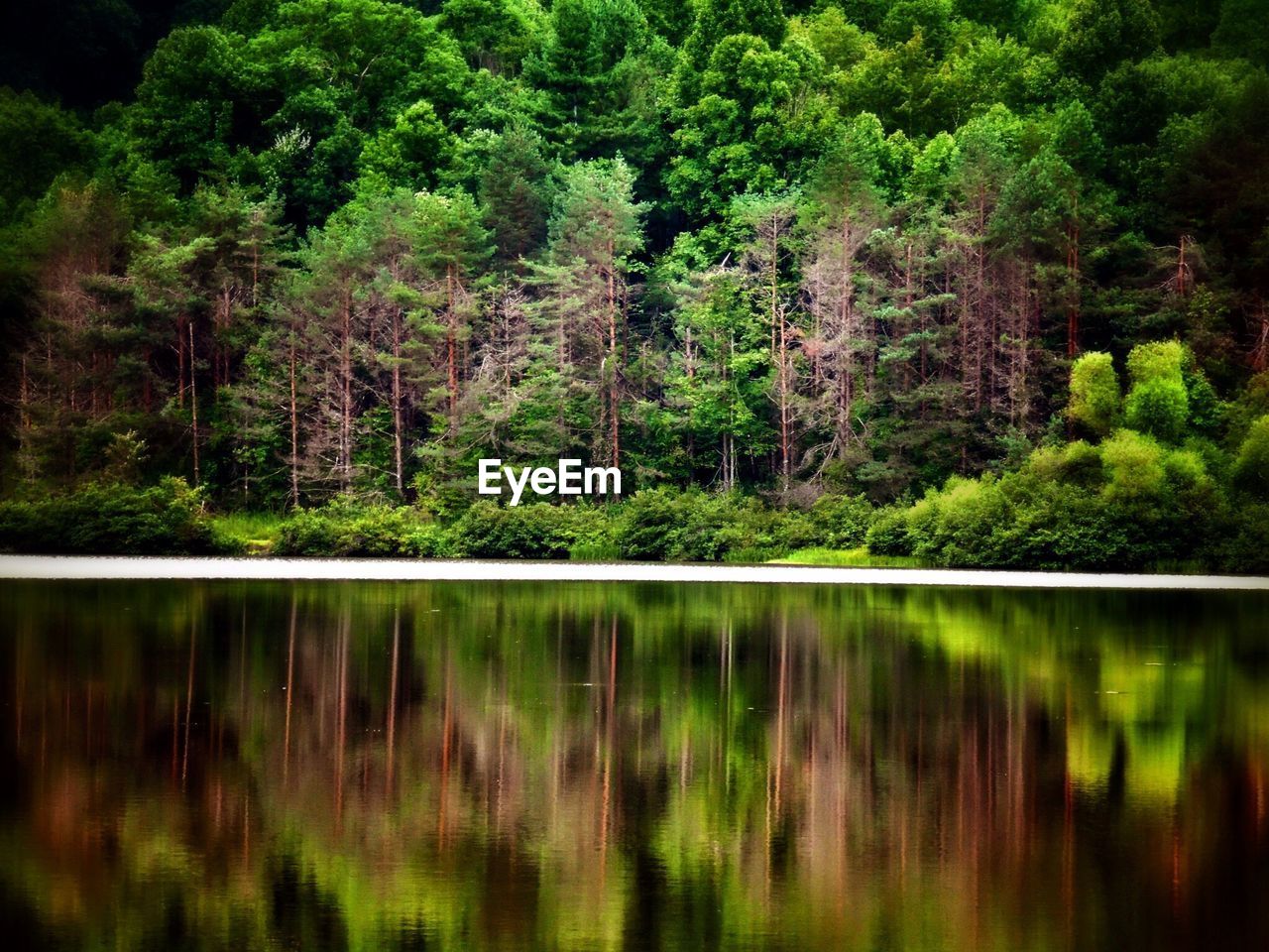 Reflection of trees on water