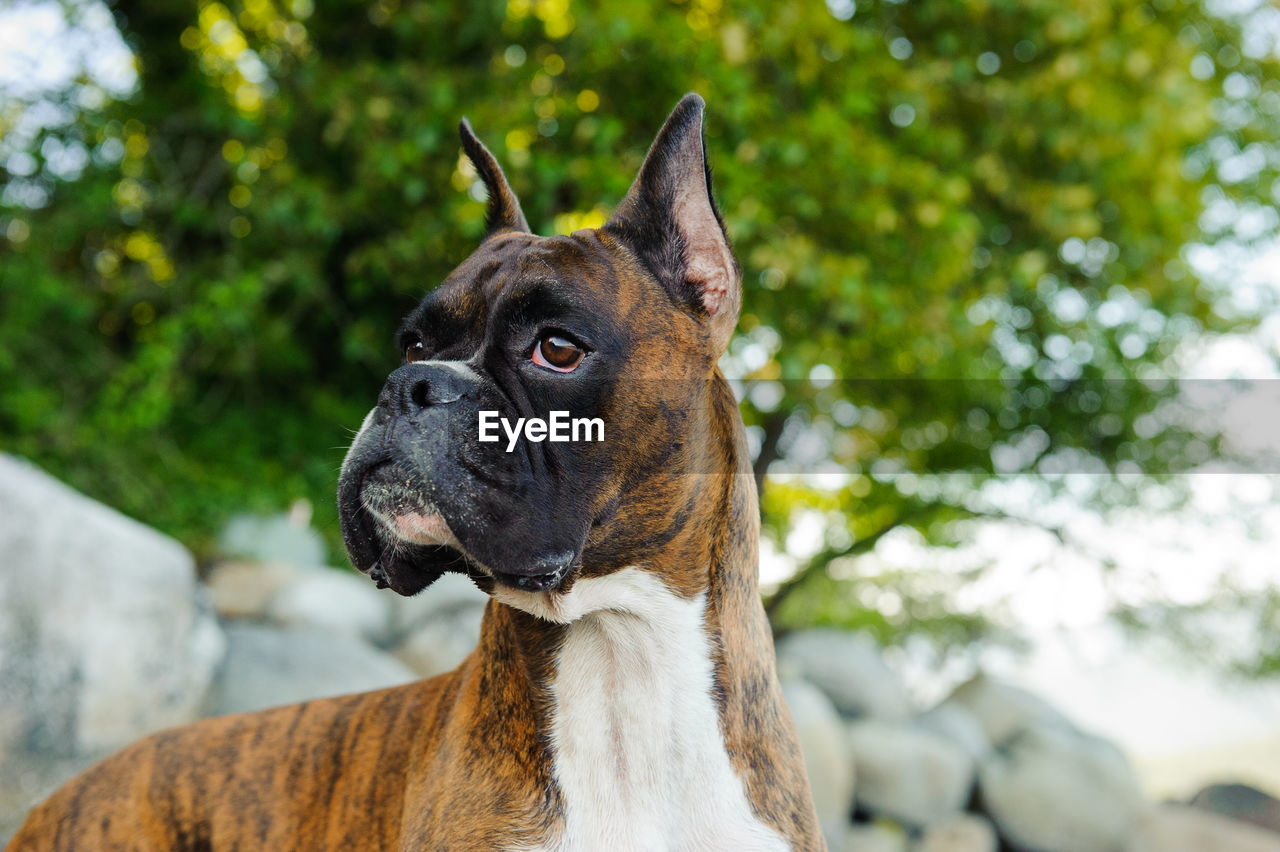 Close-up of dog looking away while standing against tree