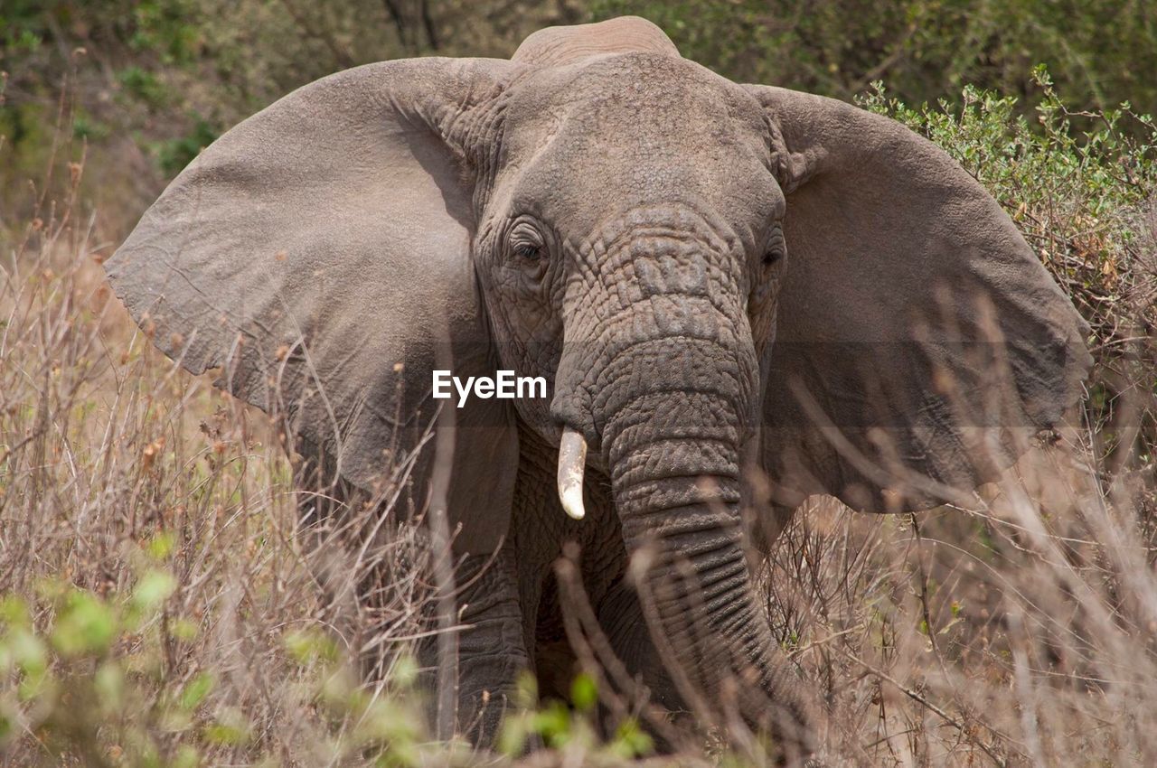 Portrait of elephant