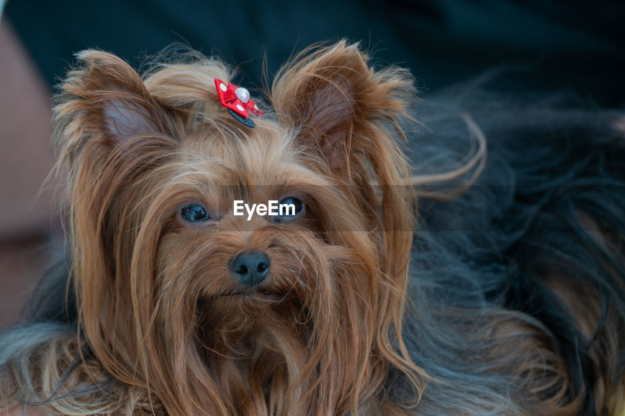 Close-up portrait of a dog