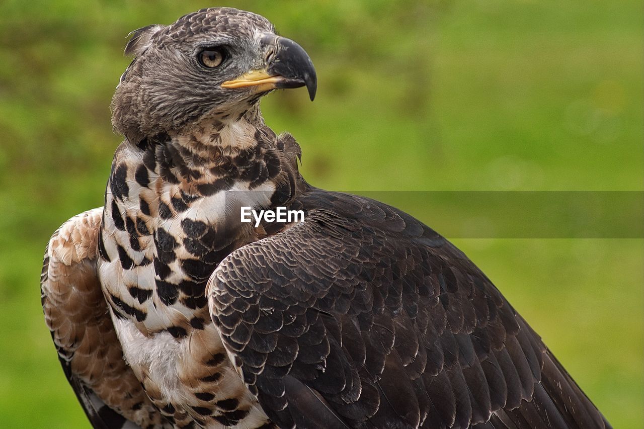 CLOSE-UP OF OWL AGAINST BLURRED BACKGROUND