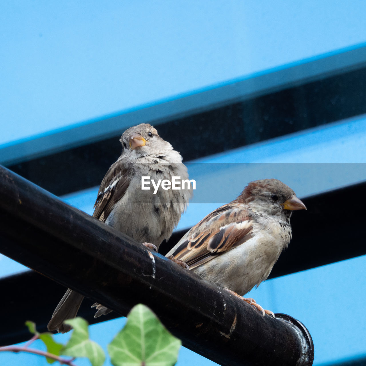 BIRD PERCHING ON RAILING