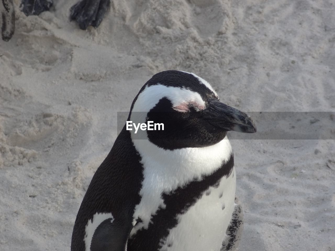 Close-up of penguin at beach