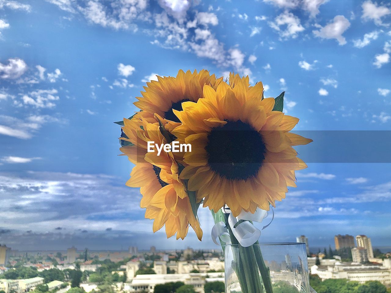 Yellow flowering plant in city against sky