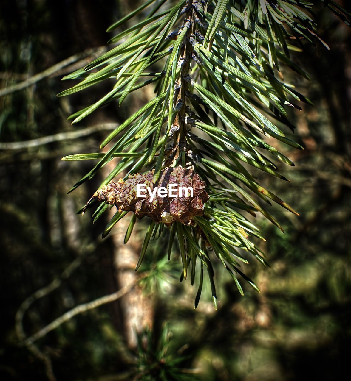 Close-up of pine tree