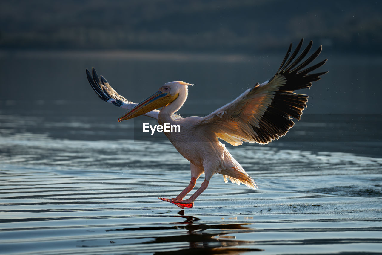 close-up of pelican on lake