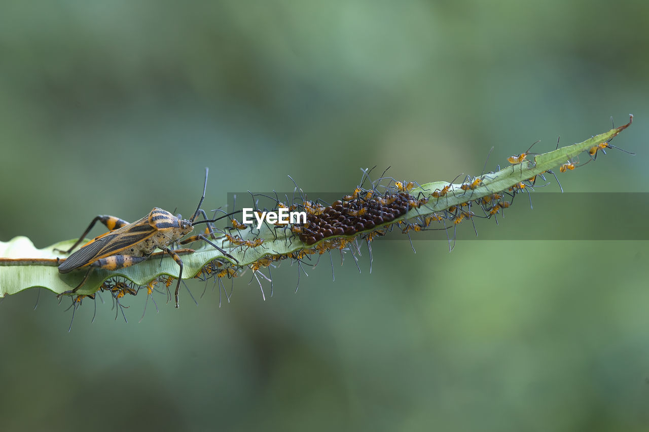 Close-up of insect on plant