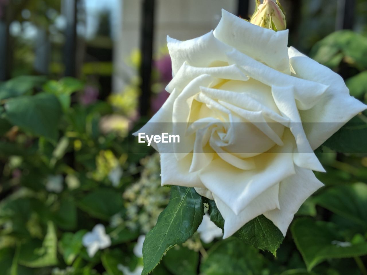 CLOSE-UP OF WHITE ROSE AGAINST PLANTS