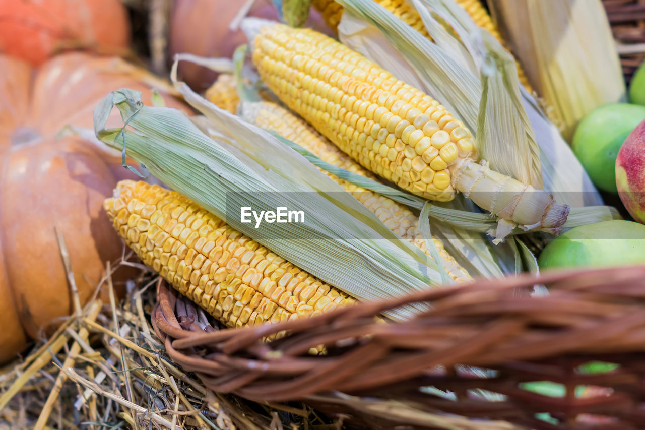 Corn cobs in a basket, fall and autumn seasonal concept for holidays