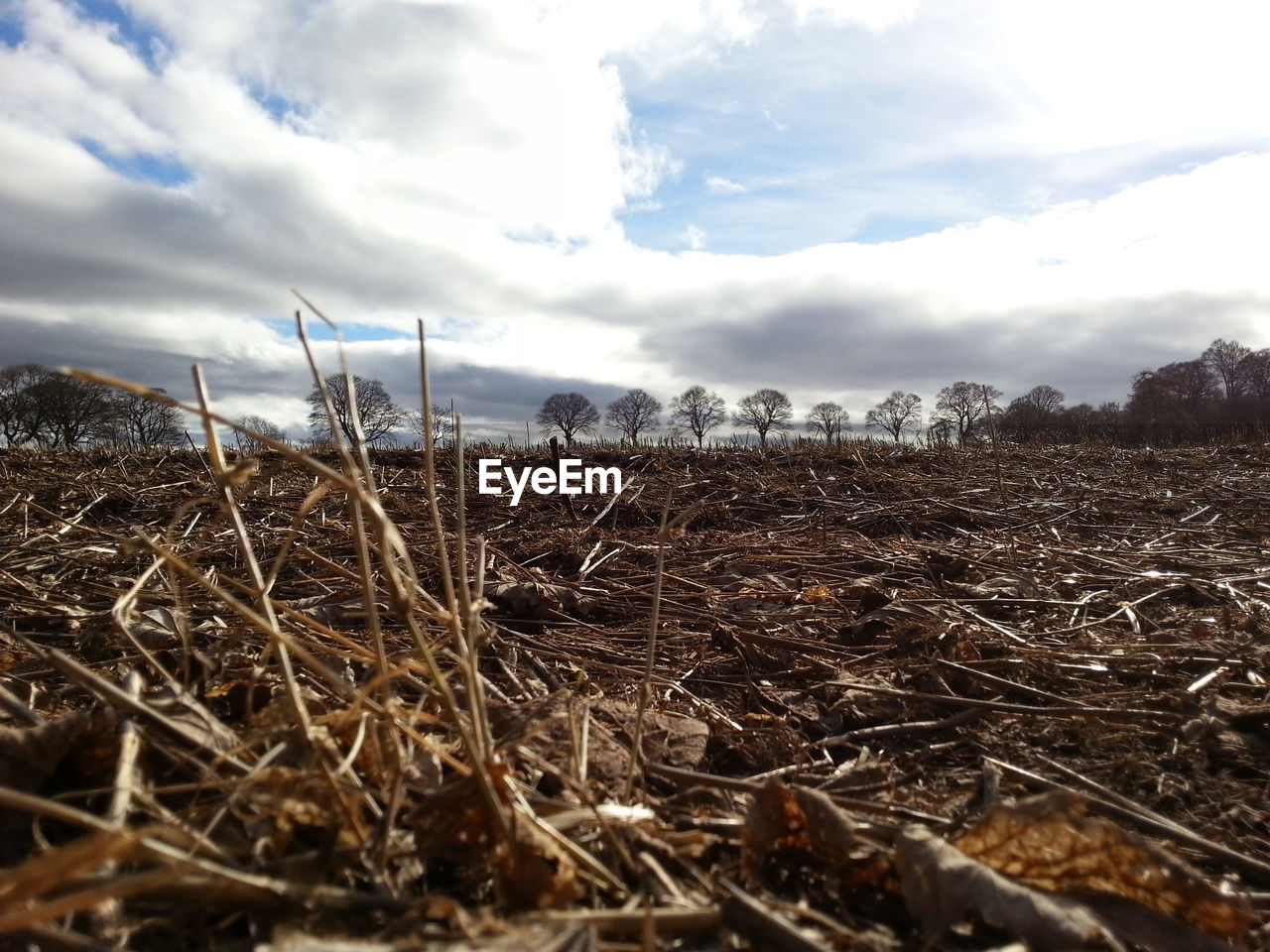 CLOSE-UP OF WHEAT FIELD