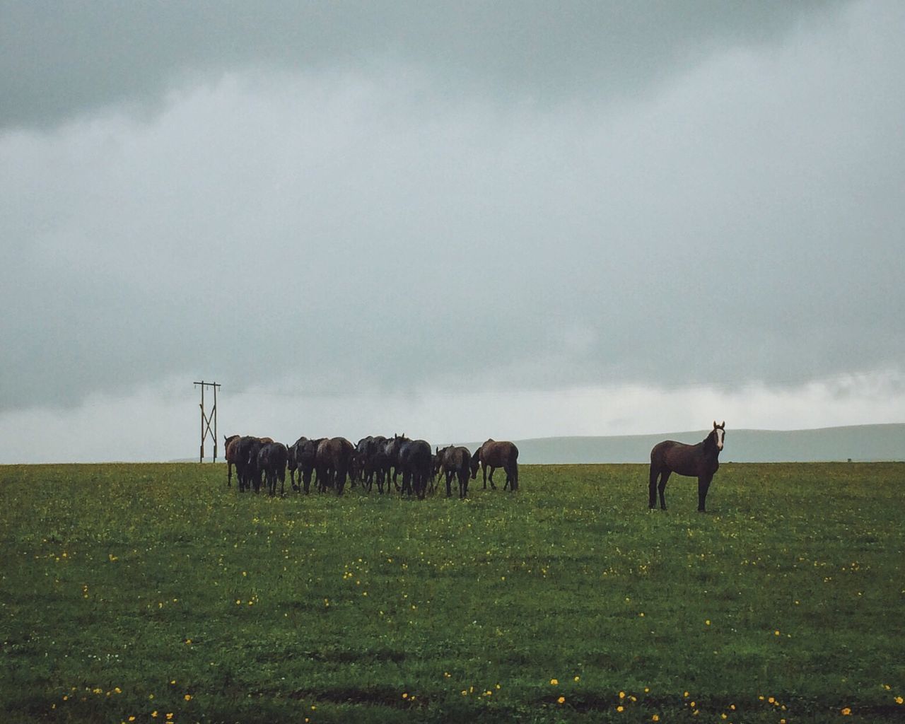 Horses standing on grassy field against cloudy sky