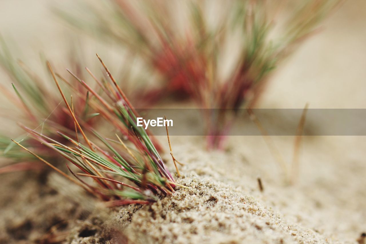 CLOSE-UP OF PLANTS ON BEACH