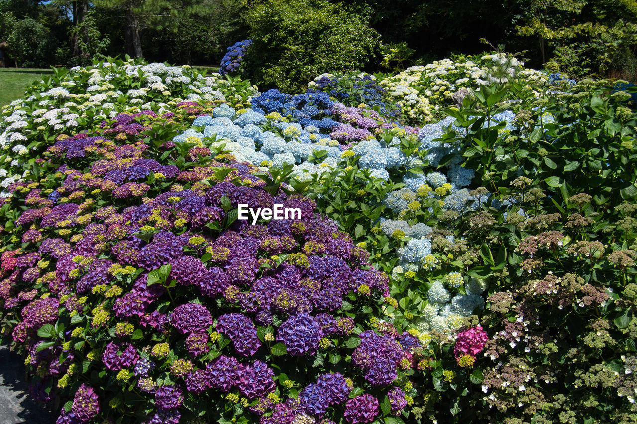 HIGH ANGLE VIEW OF PURPLE FLOWERING PLANTS