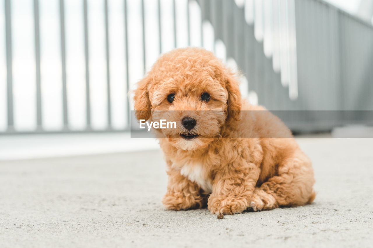 Brown puppy poodle on floor
