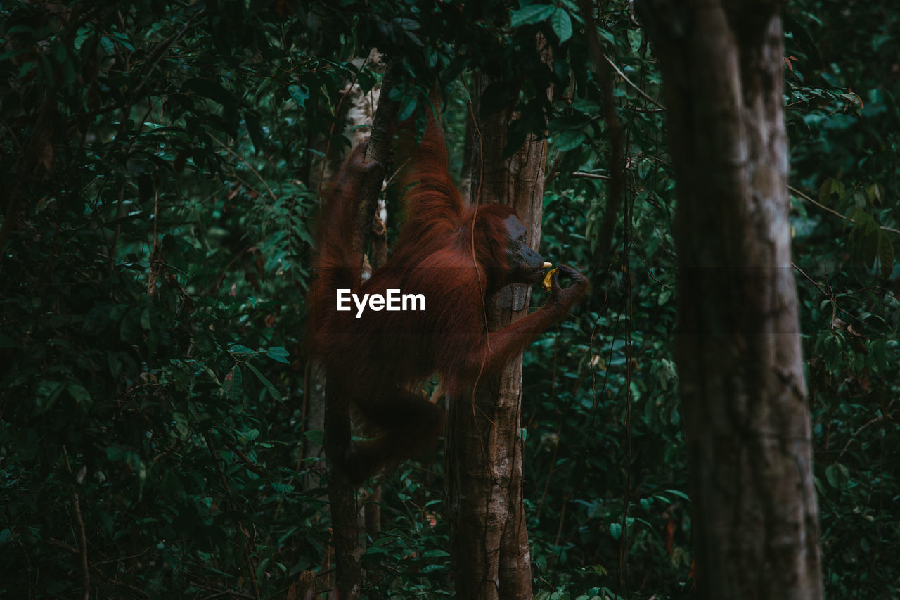 View of monkey on tree trunk