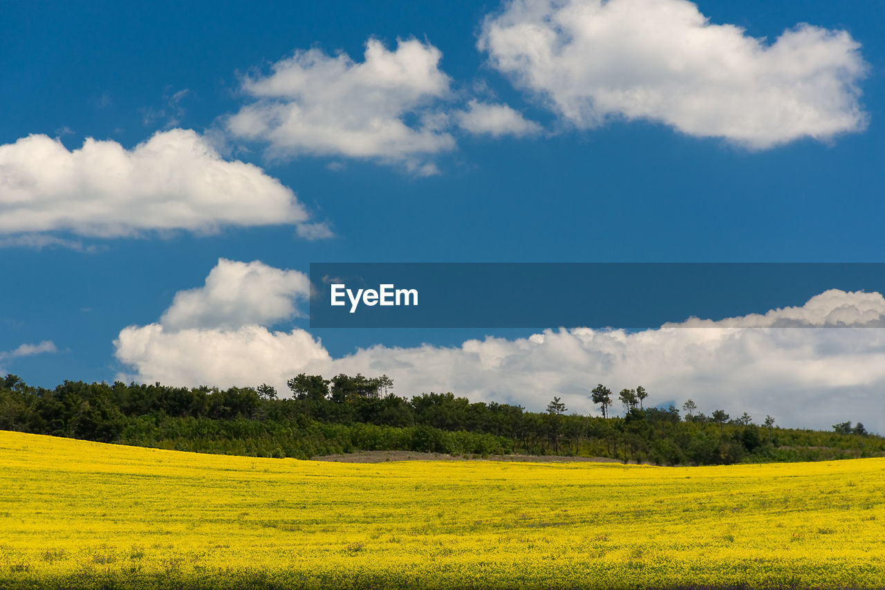 sky, landscape, rapeseed, environment, plant, cloud, field, land, horizon, beauty in nature, flower, canola, rural scene, vegetable, grassland, agriculture, scenics - nature, plain, yellow, prairie, nature, produce, flowering plant, meadow, tree, tranquility, oilseed rape, grass, crop, rural area, tranquil scene, no people, freshness, farm, growth, springtime, food, blue, idyllic, non-urban scene, day, travel destinations, outdoors, travel, sunlight, vibrant color, pasture, summer, blossom, green, food and drink, social issues, fragility, tourism, cereal plant, cloudscape