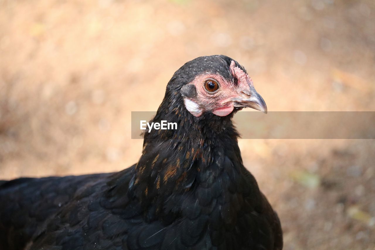 Close-up of chicken