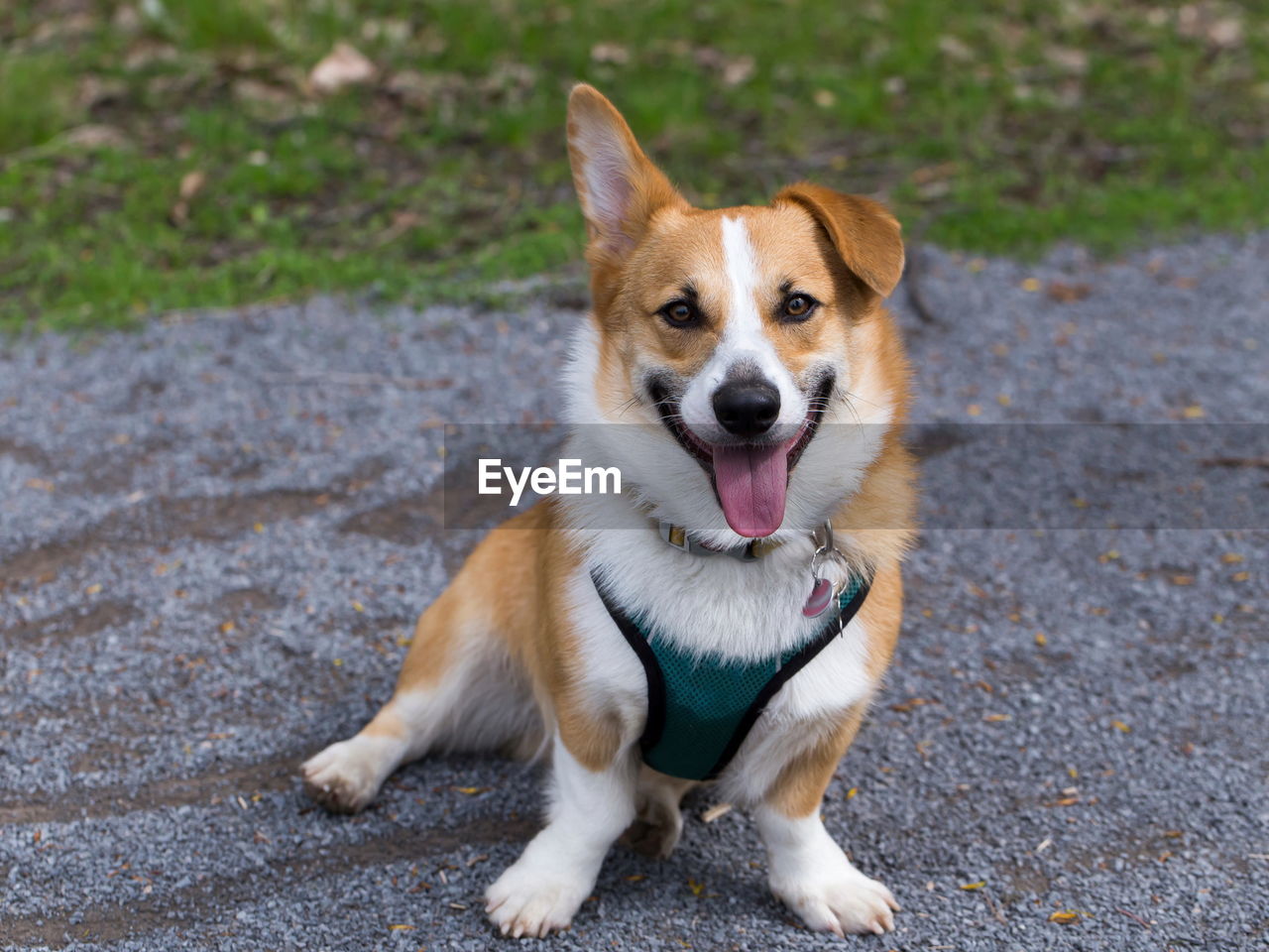 Male welsh corgi sitting in alley looking up with one ear drooping and one erect