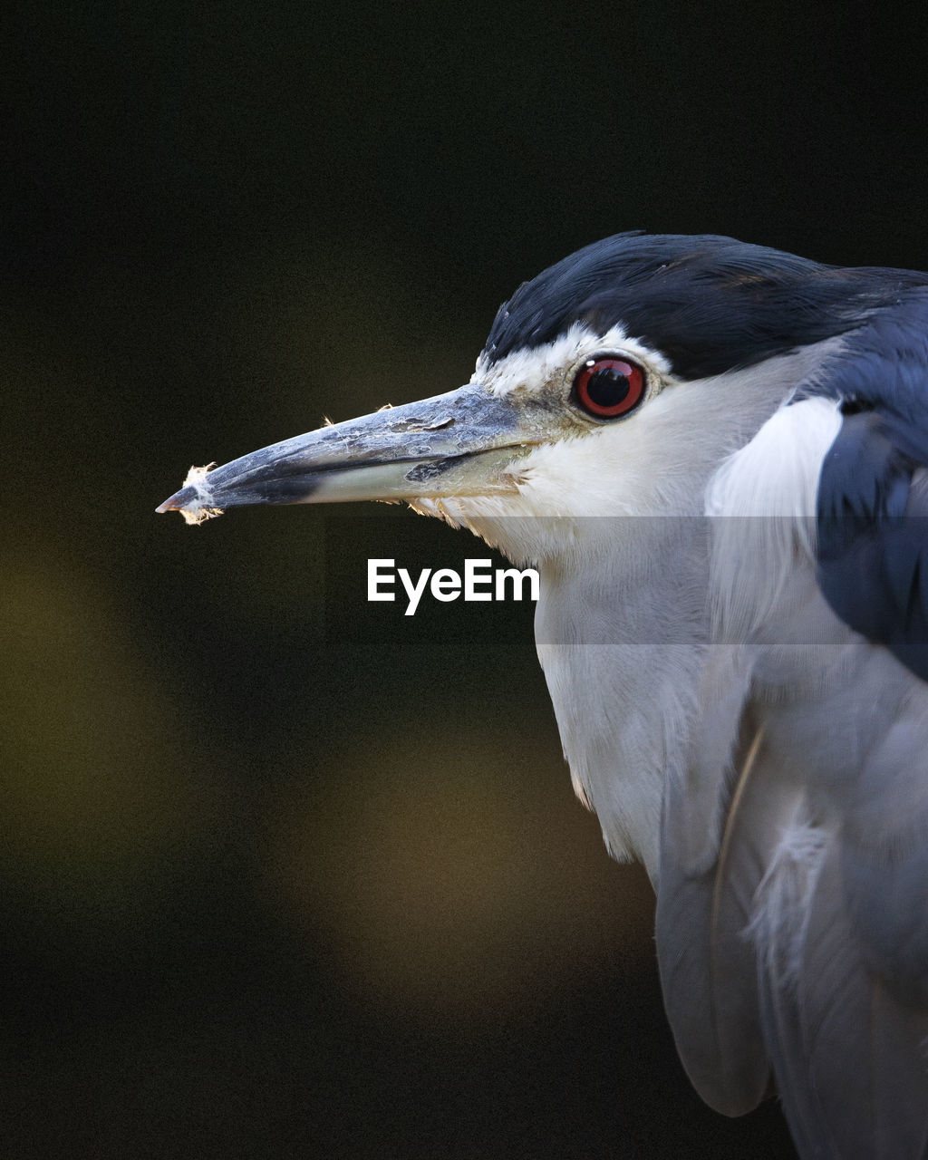 Close-up of black-crowned night heron