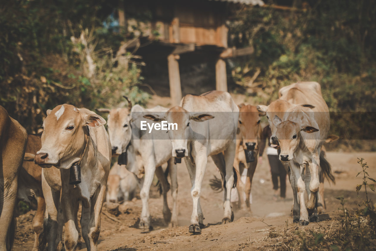 Cows standing in a field