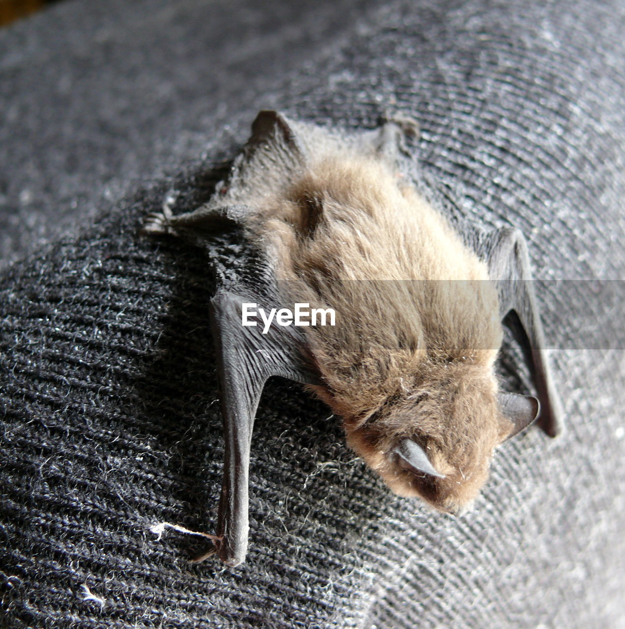 Close-up of bat on fabric