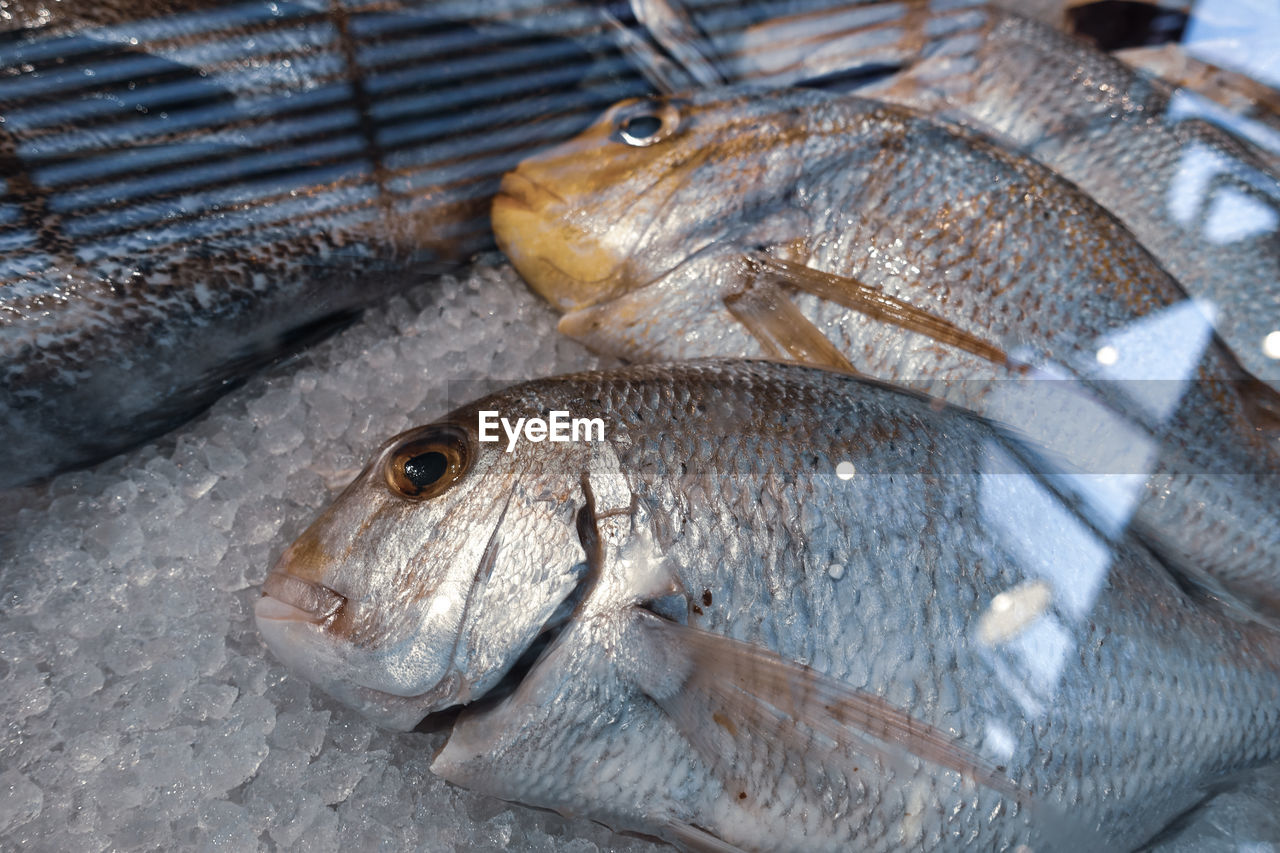 CLOSE-UP OF FISH FOR SALE AT MARKET