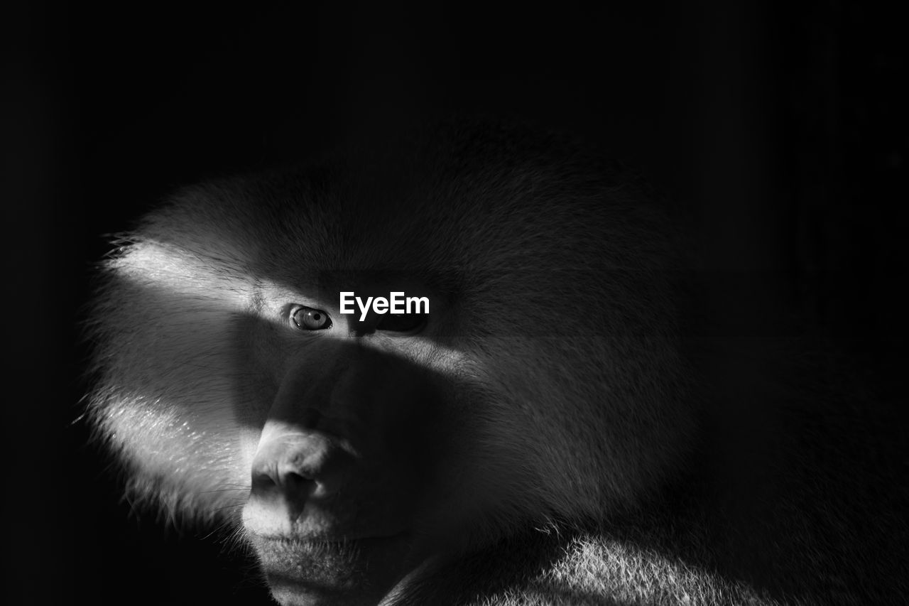 Close-up portrait of a monkey looking away