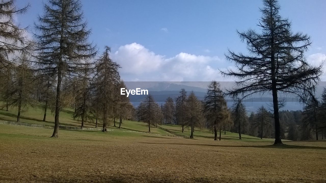 PANORAMIC VIEW OF TREES AND SKY