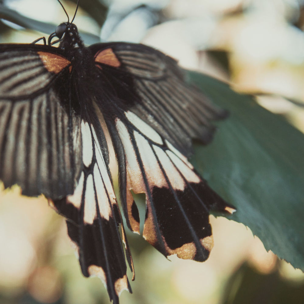 CLOSE-UP OF BUTTERFLY ON LEAF