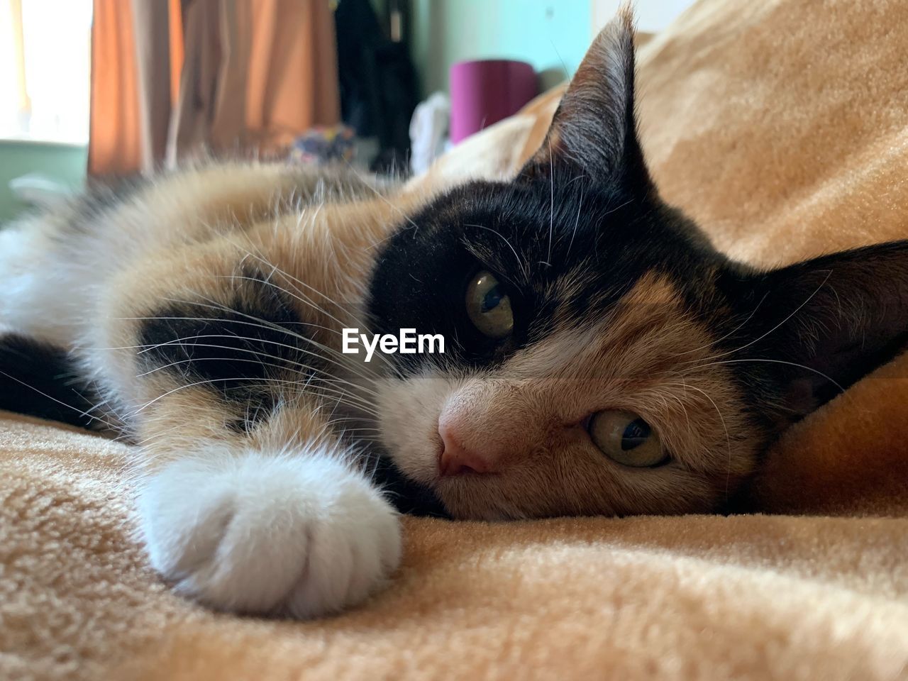 Close-up of cat lying down at home