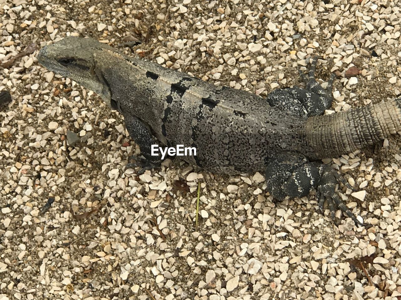 CLOSE-UP OF LIZARD ON ROCKS