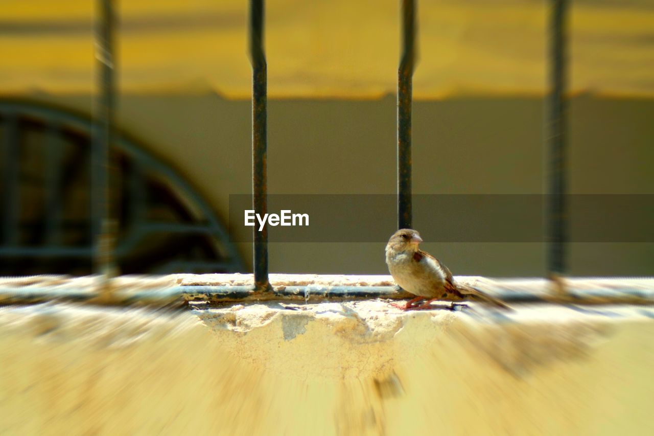 Close-up of bird perching outdoors