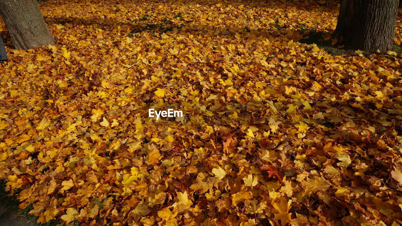 Full frame of leaves on field