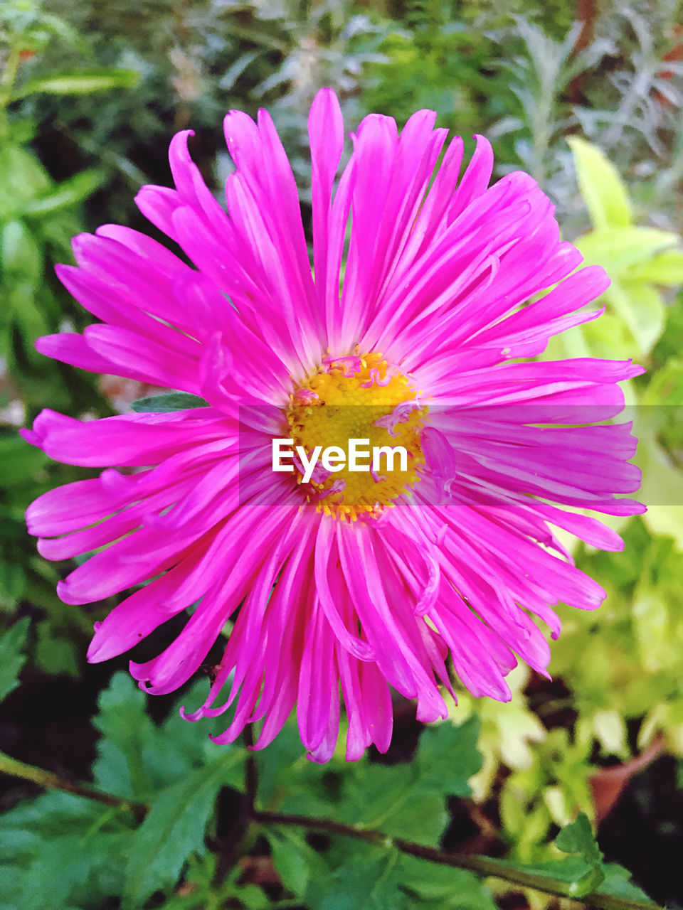 CLOSE-UP OF PURPLE FLOWER