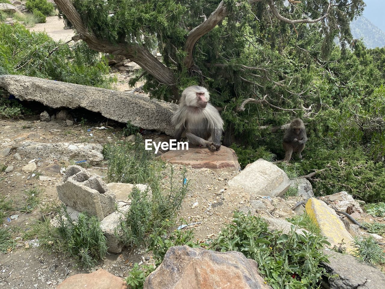 MONKEY SITTING ON ROCK AGAINST TREES