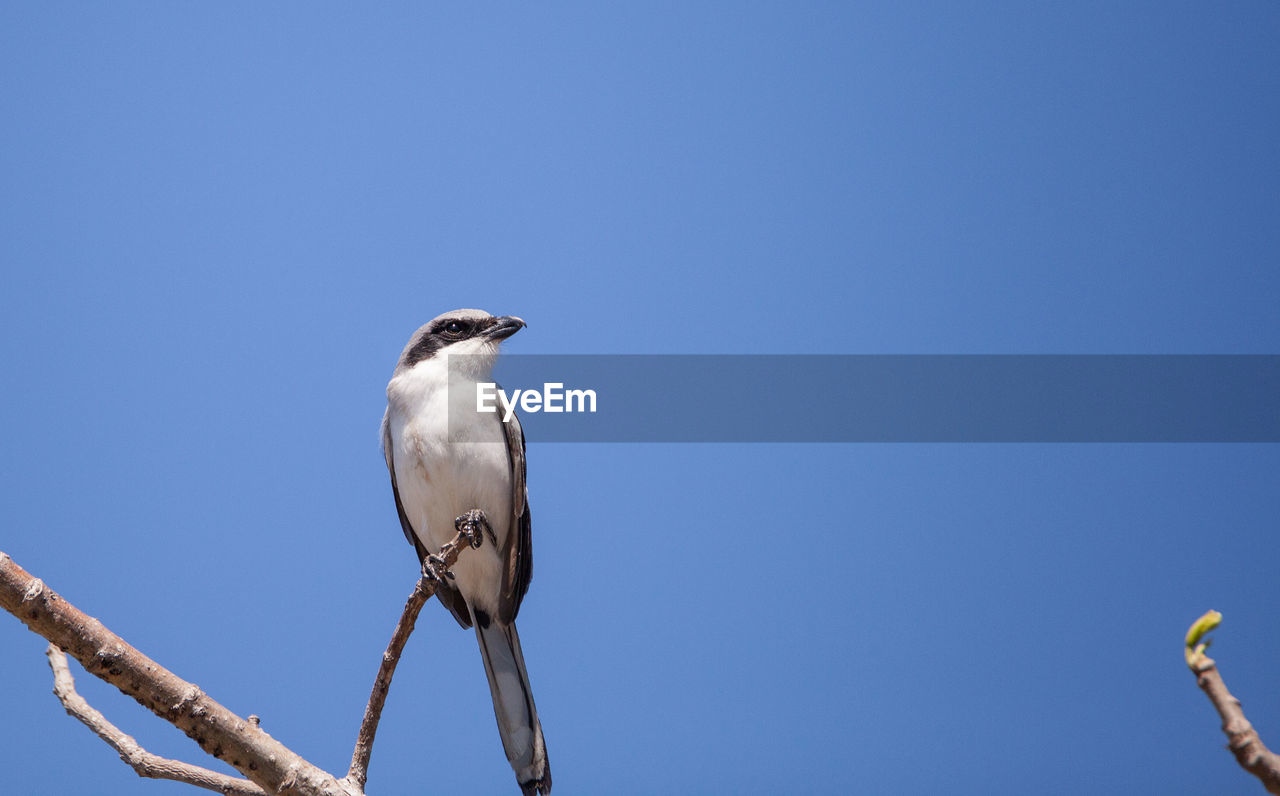 Loggerhead shrike bird lanius ludovicianus perches on a tree in fort myers, florida