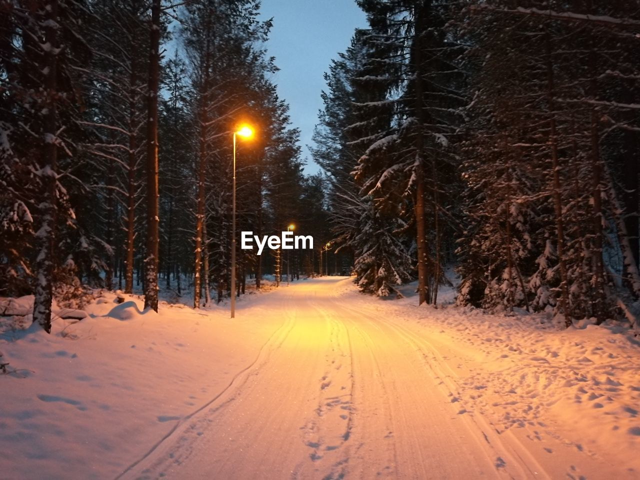 Trees on snow covered landscape