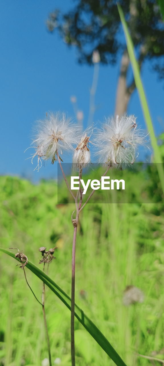 plant, flower, flowering plant, nature, grass, beauty in nature, growth, fragility, freshness, meadow, close-up, focus on foreground, no people, prairie, dandelion, plant stem, day, wildflower, field, green, outdoors, sky, tranquility, land, inflorescence, grassland, flower head, softness, springtime, seed, leaf, blossom, sunlight