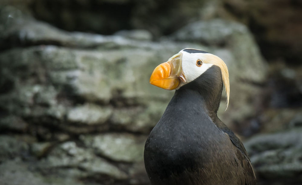 Close-up side view of a bird against blurred background