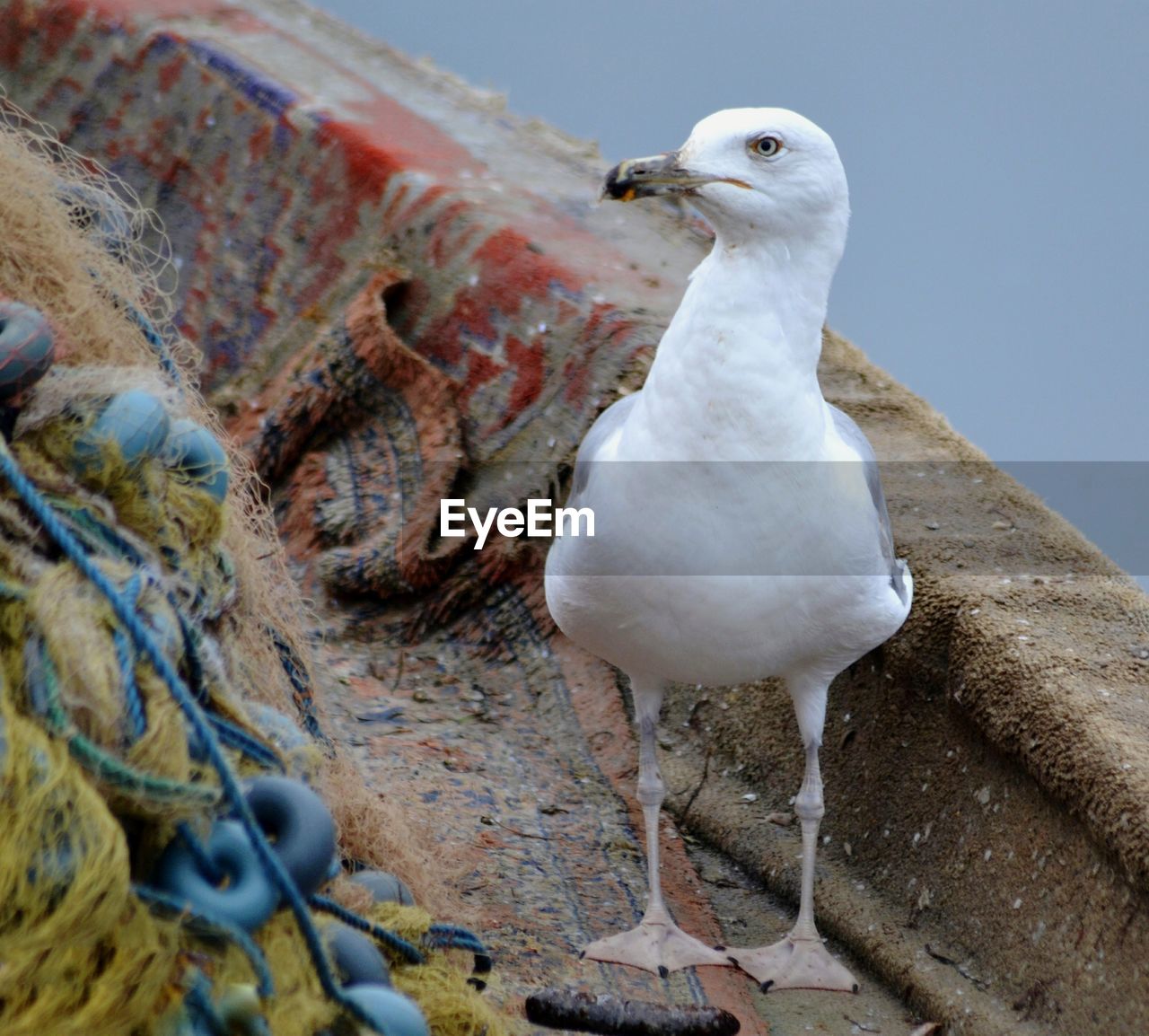 CLOSE-UP OF SEAGULL ON WALL