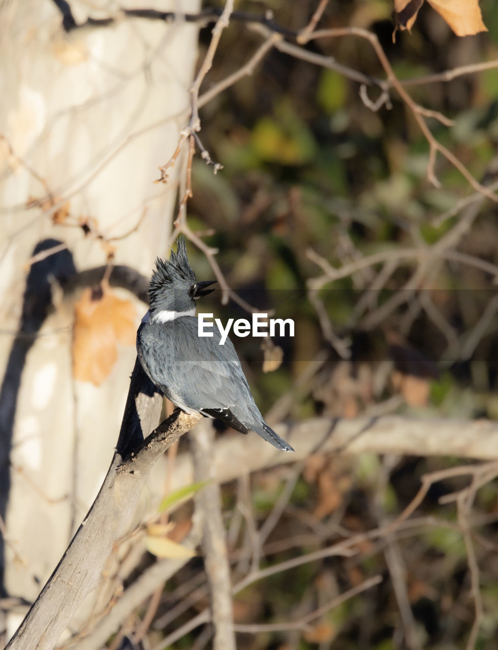 animal wildlife, animal, animal themes, bird, wildlife, tree, plant, branch, nature, one animal, no people, perching, outdoors, flower, beauty in nature, focus on foreground, environment, tourism, wilderness, selective focus, safari