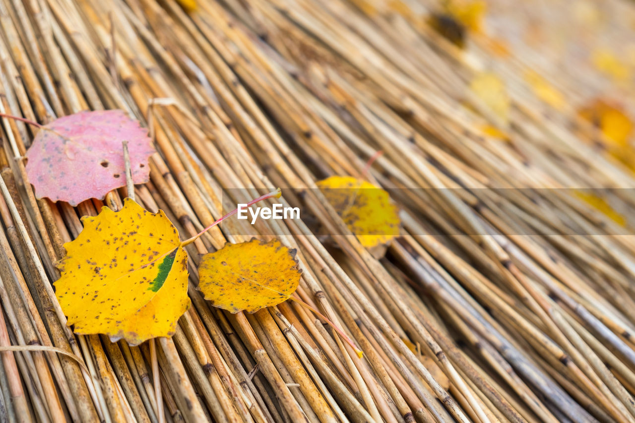 Autumn leaves lying in the reeds