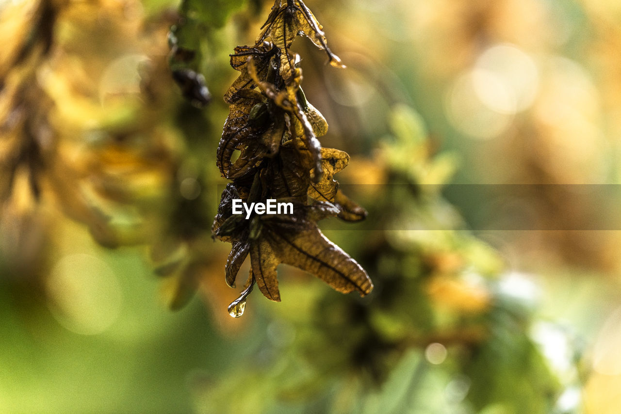 honey bee, animal, animal themes, insect, macro photography, animal wildlife, close-up, nature, bee, plant, flower, wildlife, no people, focus on foreground, beauty in nature, outdoors, selective focus, food, one animal, macro, leaf, tree, pollen, food and drink, plant part, day