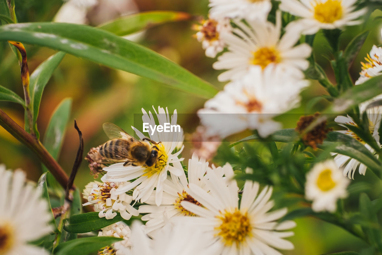 CLOSE-UP OF HONEY BEE POLLINATING ON FRESH FLOWER