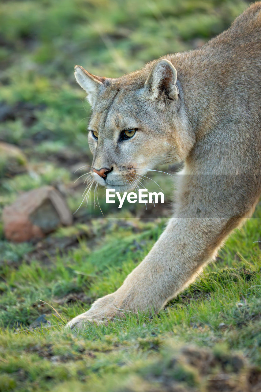 animal, animal themes, mammal, puma, animal wildlife, one animal, wildlife, feline, wild cat, felidae, cat, whiskers, no people, cougar, small to medium-sized cats, lion - feline, carnivora, big cat, nature, grass, side view, plant, outdoors, day, animals hunting, lioness