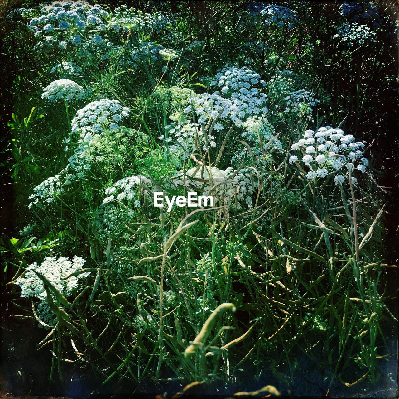 HIGH ANGLE VIEW OF PLANTS