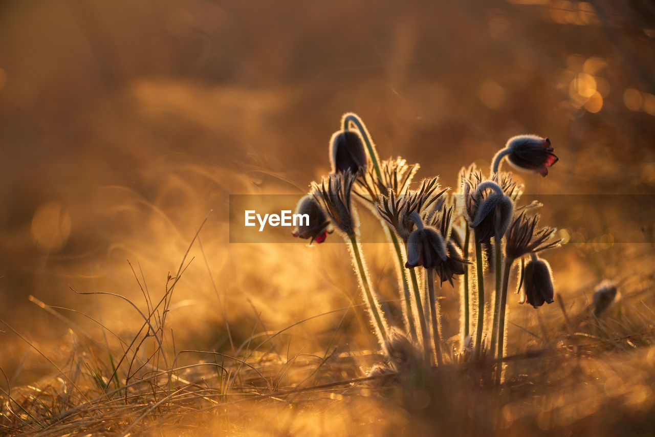 CLOSE-UP OF BUG ON GRASS